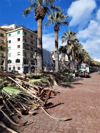 Milazzo - Milazzo (ME) – Manutenzione del verde nel lungomare ed in piazza Battisti