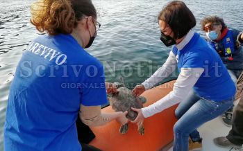 Milazzo - Milazzo (ME) - Tartaruga marina liberata nelle acque dell’Area Marina protetta