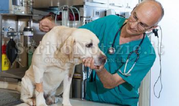 Milazzo - Milazzo (ME) - Assistenza veterinaria: intesa Comune-Università