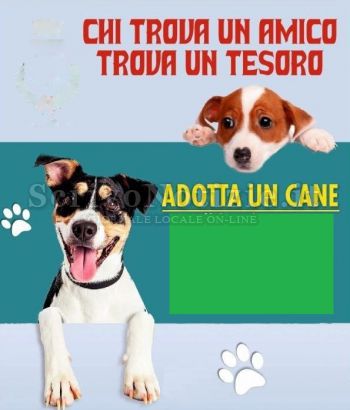 Milazzo - Milazzo (ME) - “Adotta un cane per amico”, iniziativa dell’Amministrazione comunale