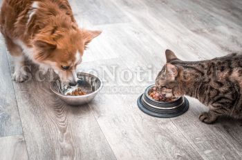 Milazzo - Milazzo (ME) - Disposizioni igienico-sanitarie per somministrare il cibo agli animali
su suolo pubblico