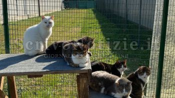 Milazzo - Milazzo (ME) – Il Comune ordina lo sgombero di 37 gatti: struttura non idonea e rischio violazione di legge